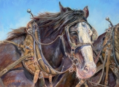 The Wonderful World of Auss