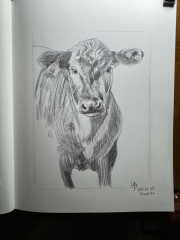 Black Calf